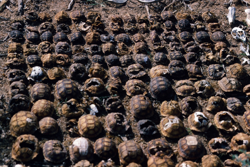 One pair of ravens was able to kill all these tortoises in 1988.
